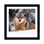 Wolf in Snow Premium Quality Wall Frame Painting