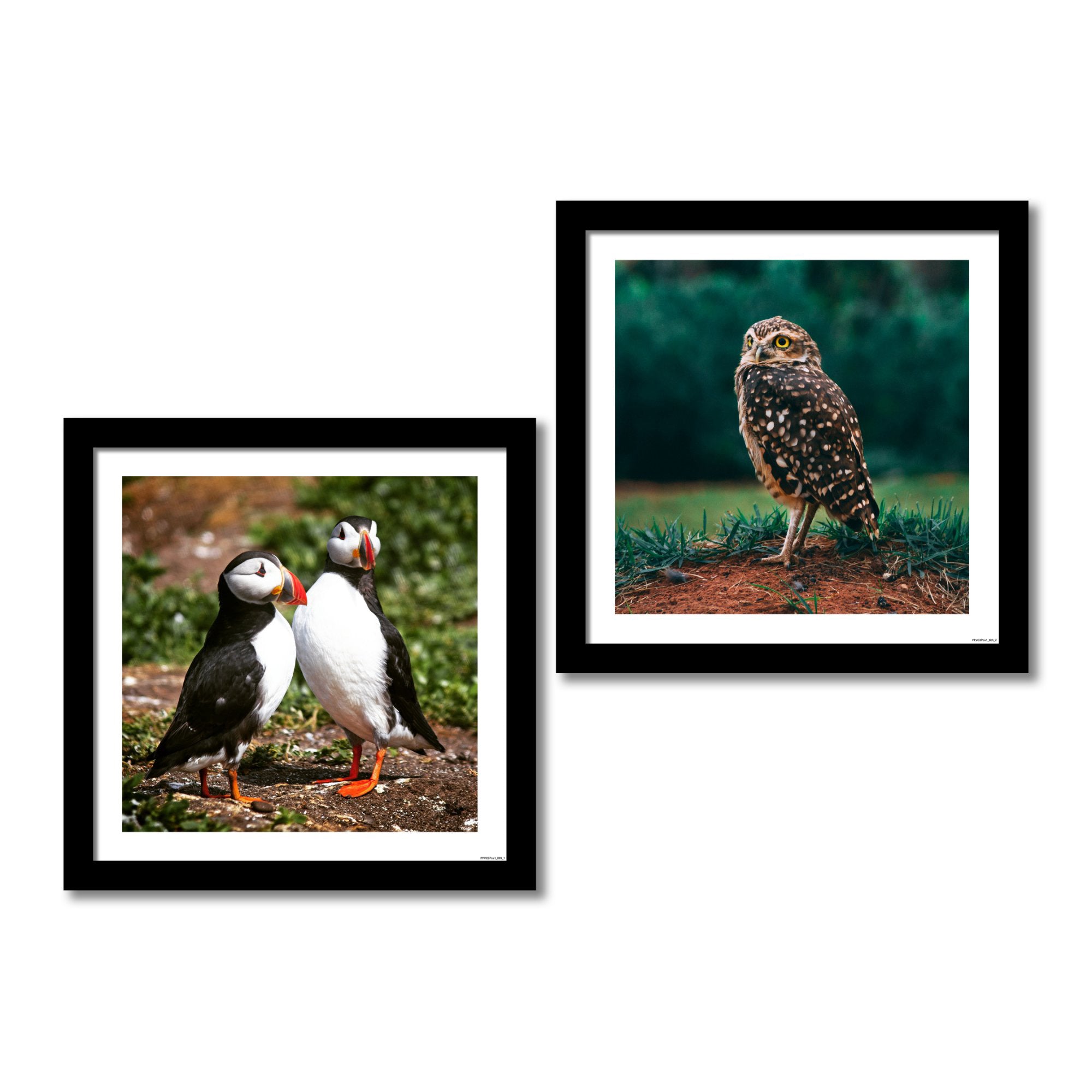 Premium 2 Pieces Frame Painting of Puffin and Owl