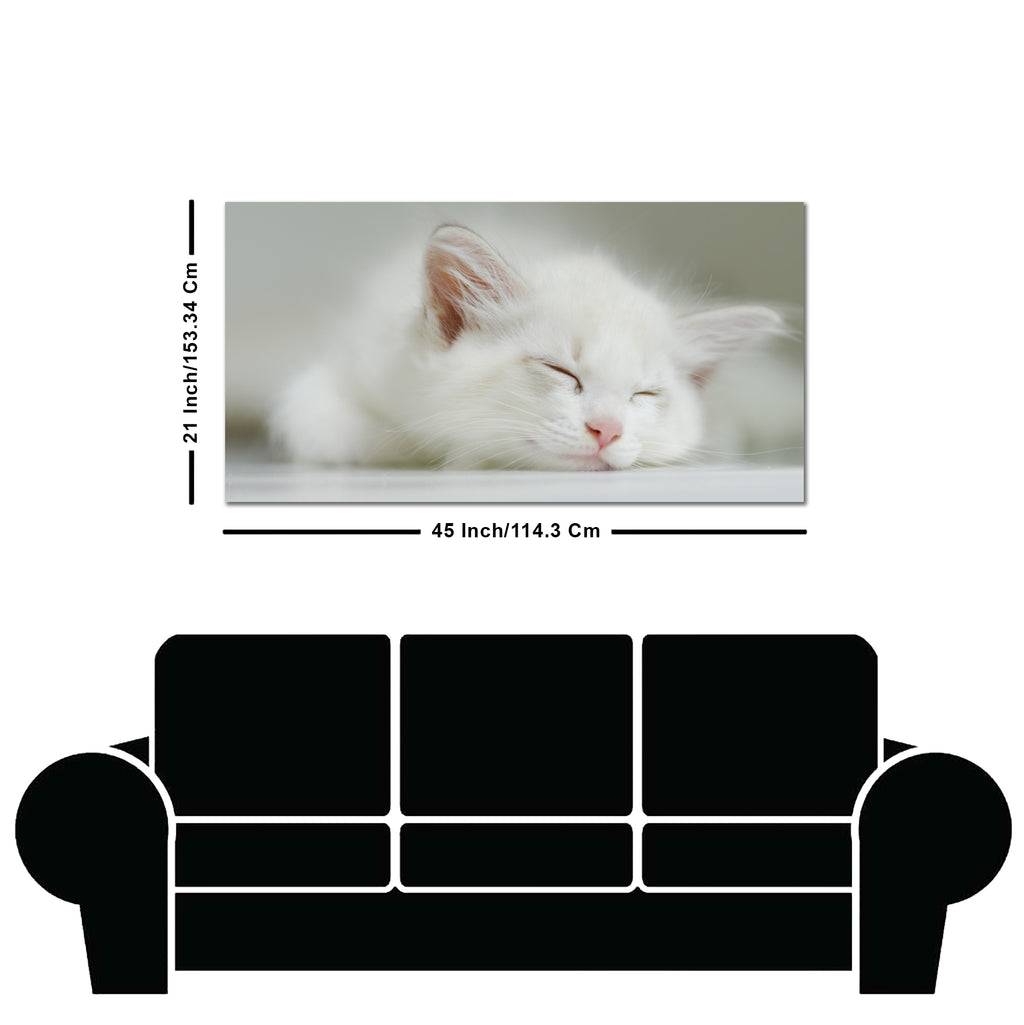 White Kitten Sleeping Canvas Wall Painting