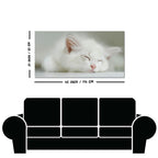White Kitten Sleeping Canvas Wall Painting