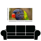 Colorful Parrot Premium Wall Painting