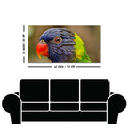 Colorful Parrot Premium Wall Painting
