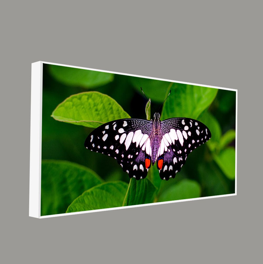 A Beautiful Butterfly on Leaf Premium Canvas Wall Painting - Decor Smart