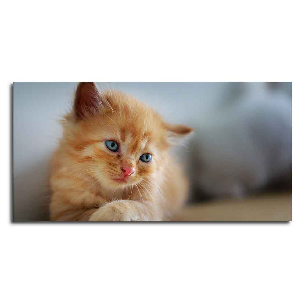 Beautiful Wall Painting of Cute Kitten - Decor Smart