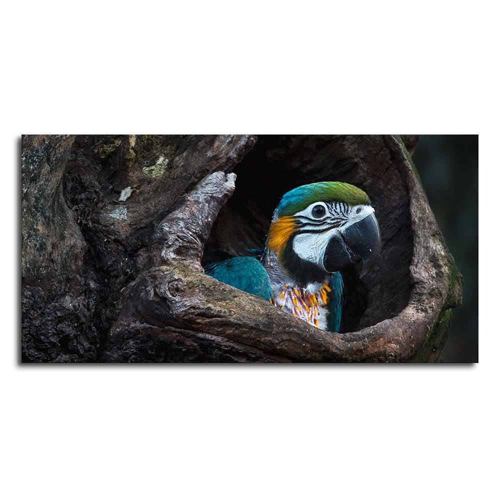Macaw Parrot in Tree Hole – Canvas Wall Painting - Decor Smart