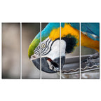 Macaw Parrot Canvas Wall Painting Set of Five