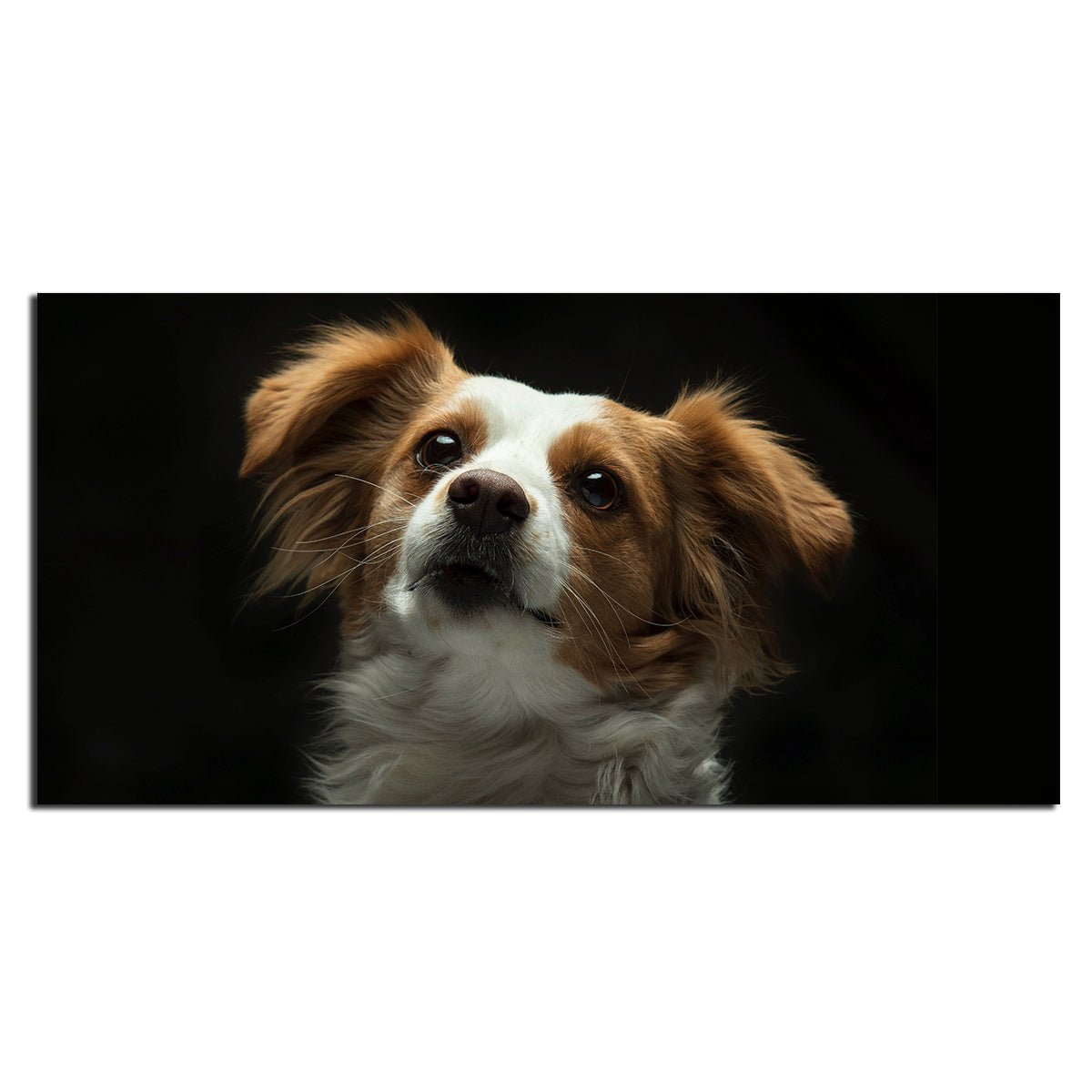 Premium Wall Painting of White and Brown Long Coat Puppy - Decor Smart