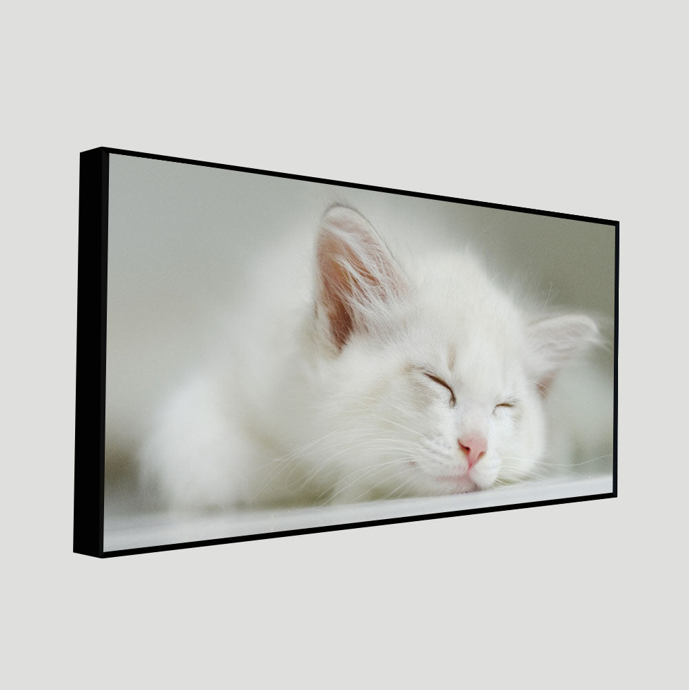 White Kitten Sleeping Canvas – Cute Wall Painting - Decor Smart