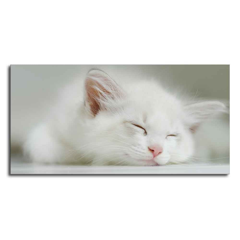 White Kitten Sleeping Canvas – Cute Wall Painting - Decor Smart