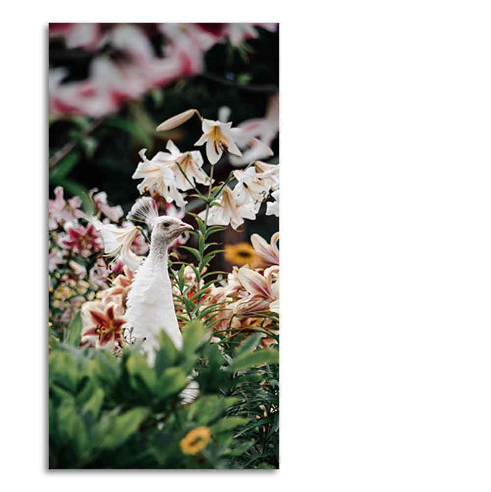 White Peacock Canvas Wall Painting - Decor Smart