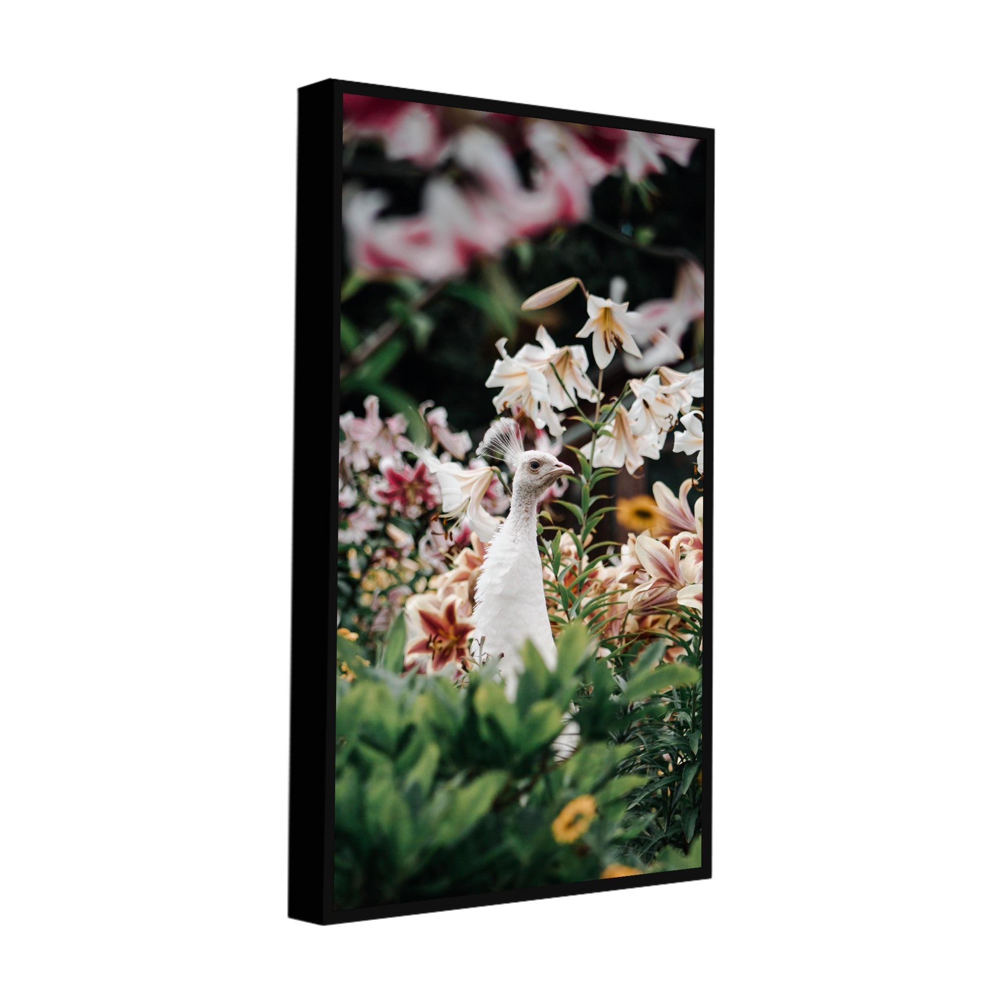 White Peacock Canvas Wall Painting - Decor Smart
